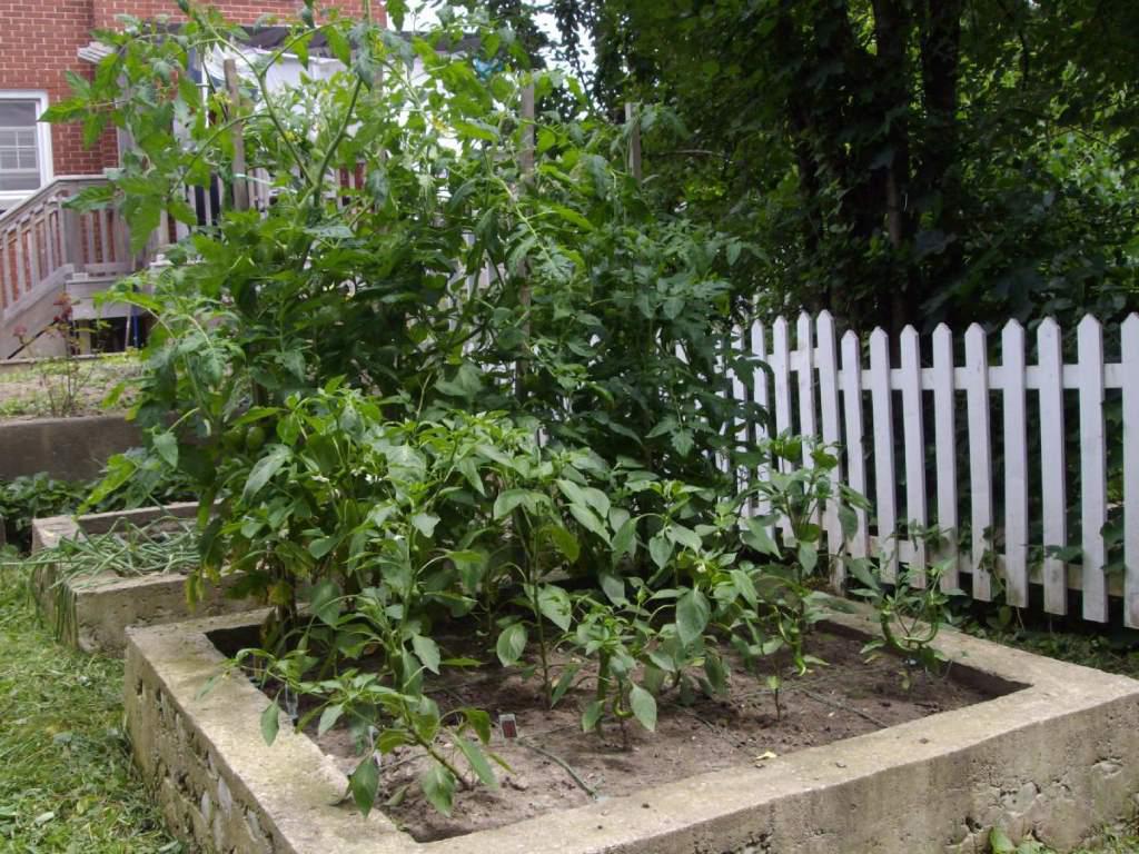 Peppers and tomatoes.