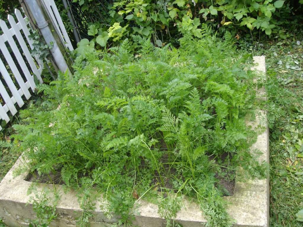 Large raised bed of carrots.