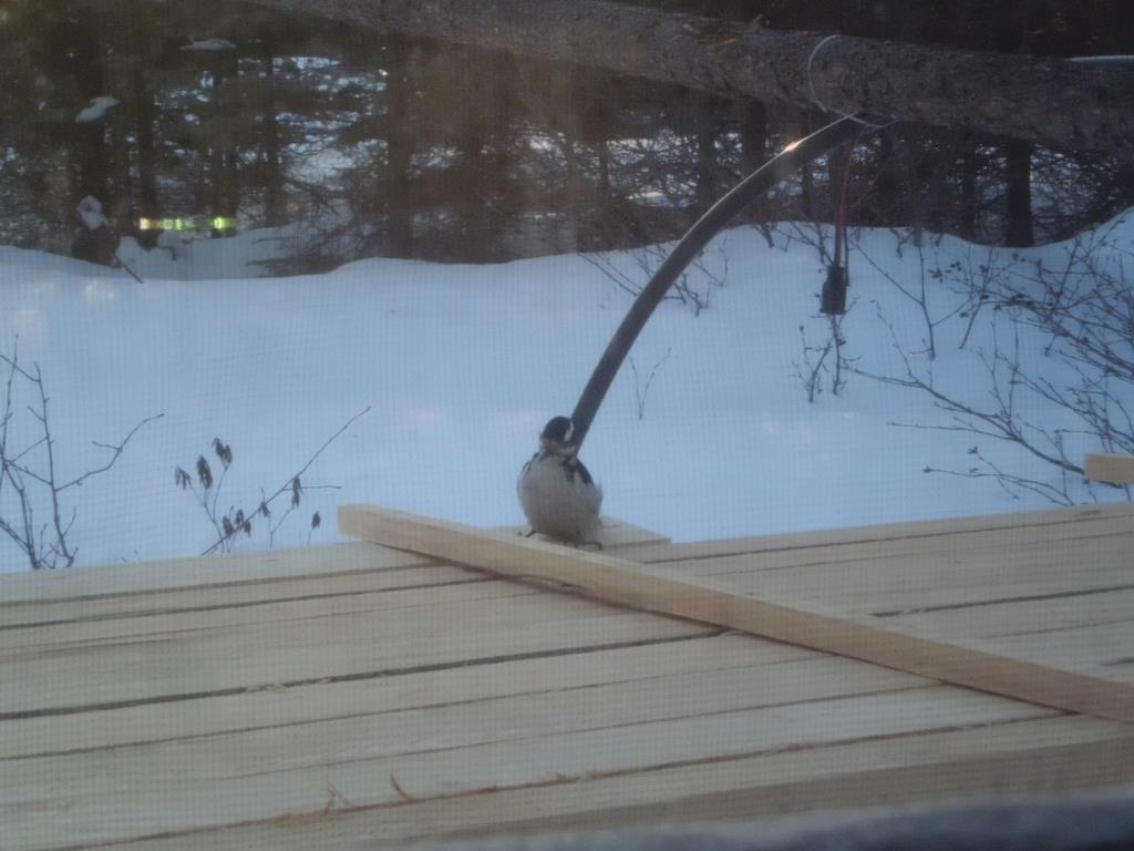 Bird on lumber pile.
