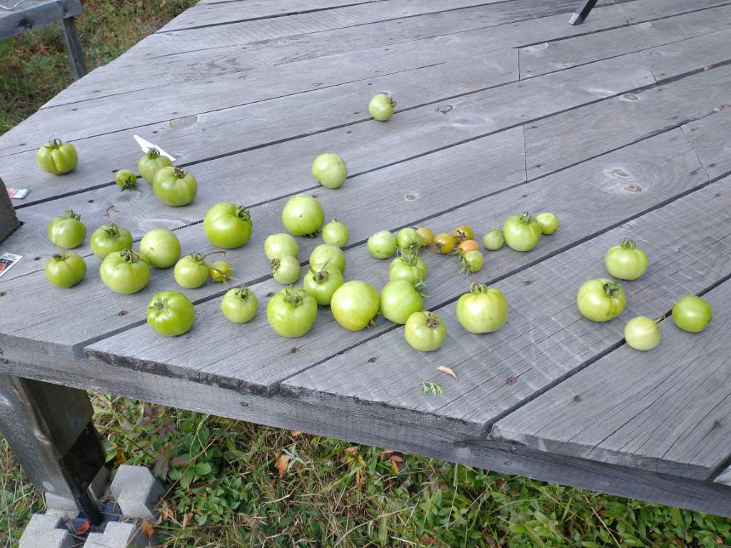 Green tomatoes laid out on a deck.